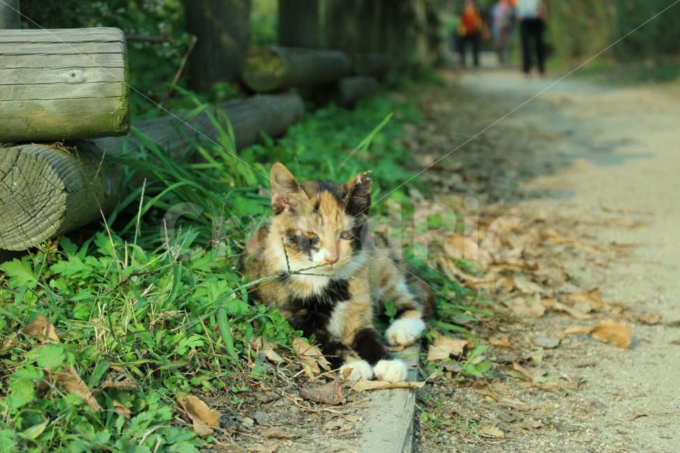 공원,자연,휴식,힐링,하늘공원,하늘,갈대,고양이,들고양이,길냥이,동물,animal,고양이,cat,kitten,kitty,포유류,mammal