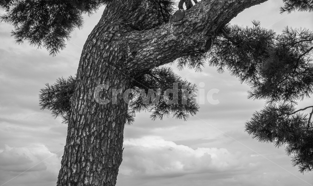 소나무,솔잎,노송,하늘,구름,식물,자연,plants,nature,나무,trees,wood,흑백,모노톤,monochrome,black and white