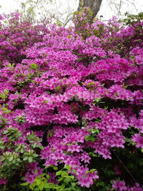 철쭉,smilerosebay,진달래과,식물,봄꽃,개꽃나무,springseasonflower,척촉화,낙엽관목,관상용,실내용화초,화분,화초,house plant