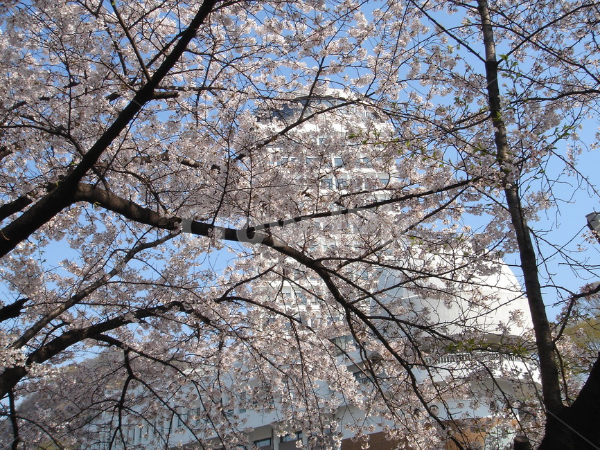봄,벗꽃,산책,남산,도서관