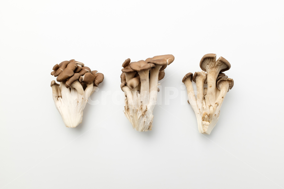 버섯,느타리버섯,식용,채소,음식,식품,재료,균,날것,신선함,채식,건강한,자연,버섯,mushroom