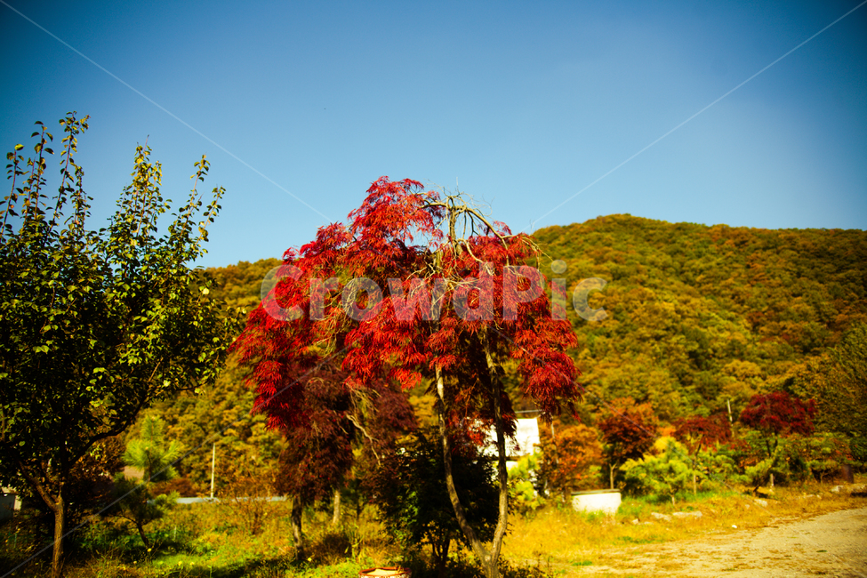 nature,자연,fall,가을,단풍,나무,tree