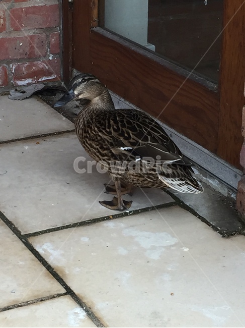 오리,청둥오리,동물,새,조류,mallard,bird,female,암컷