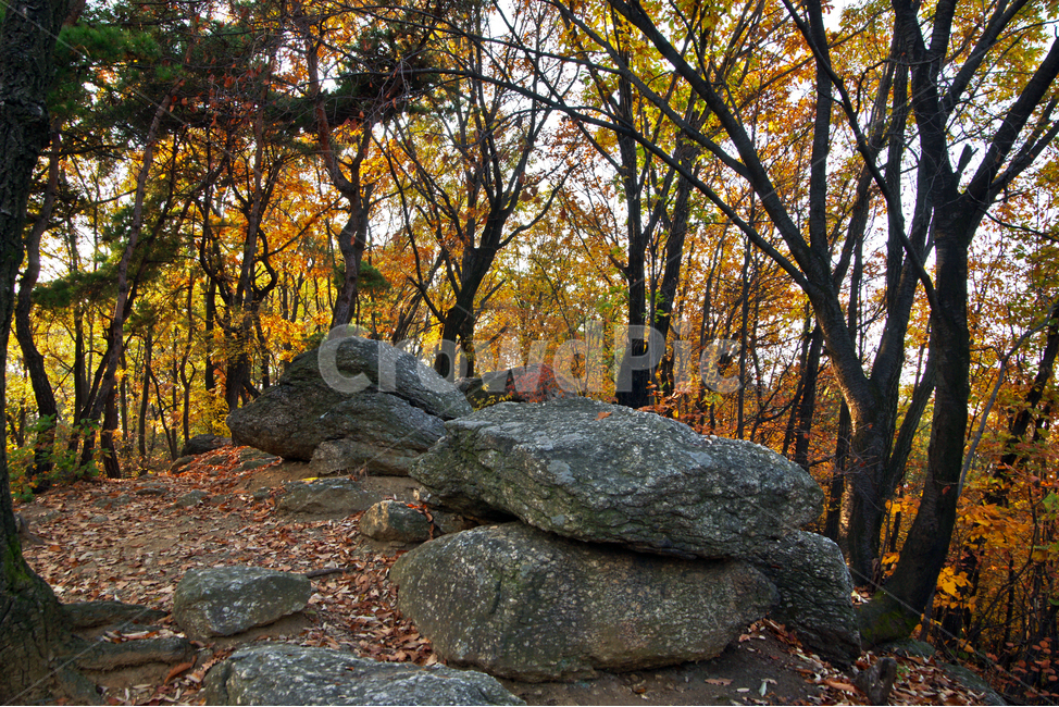 숲,자연,가을,계절,단풍,낙엽,바위,가을,계절,fall,autumn,season,자연,풍경,nature,landscape