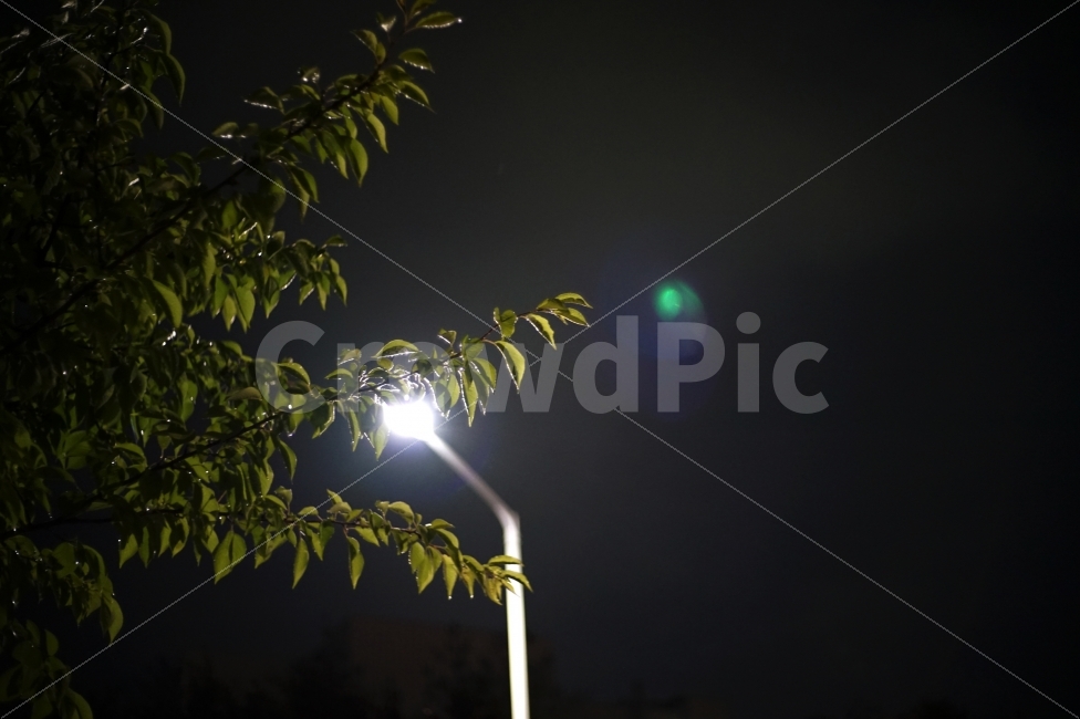 밤,가로등,나뭇잎,감성,비,비,비오는날,rain,rainy,야경,밤,풍경,nightscape,night,landscape,식물,자연,plants,nature,light,빛,flare,플레어