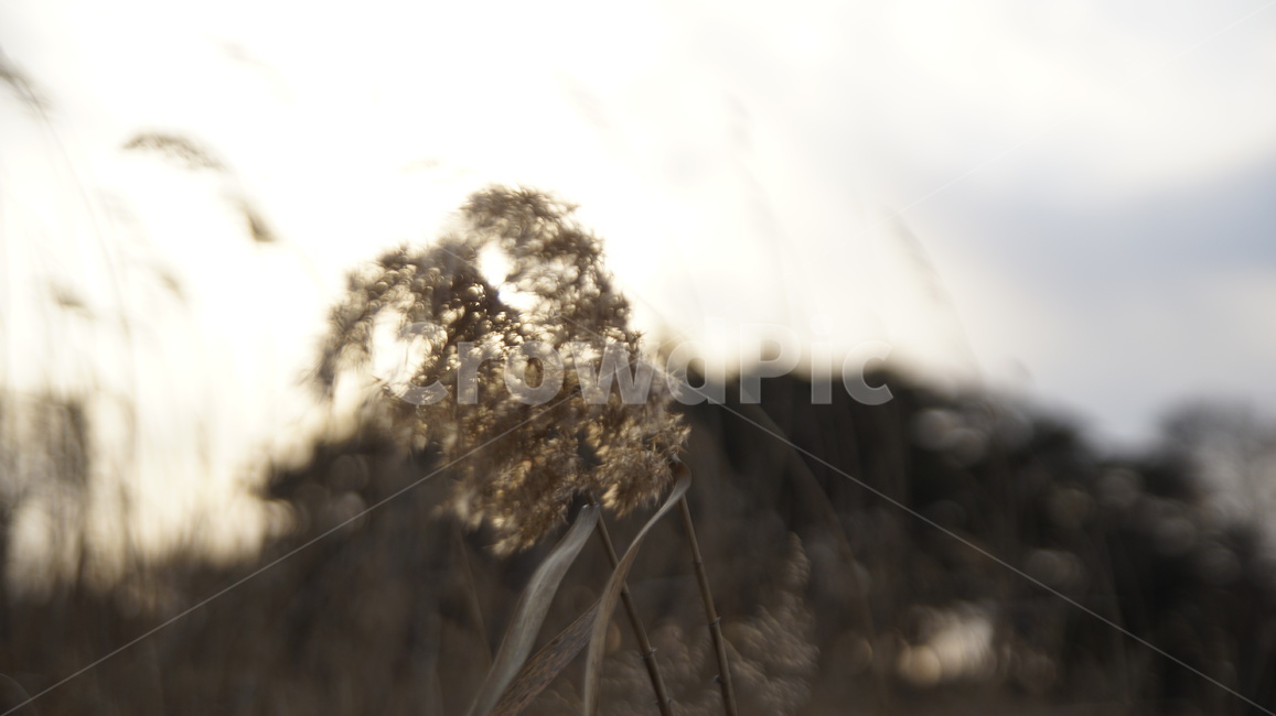 구름,갈대,바람,숲,하늘,감성,여유,빛,나무,식물,자연,plants,nature