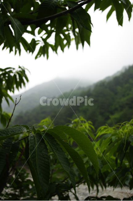 밤나무,나무,식물,plamt,밤꽃,자연,풍경,nature,landscape,plant,leaf,잎,outdoors,옥외