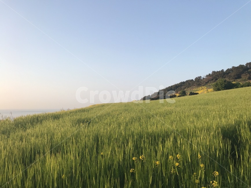 제주도,청보리밭,유채꽃,봄,자연,jeju,greenbarleyfield,rapeflower,green,sky,tree,nature,자연,풍경,nature,landscape,field,들,plant,식물