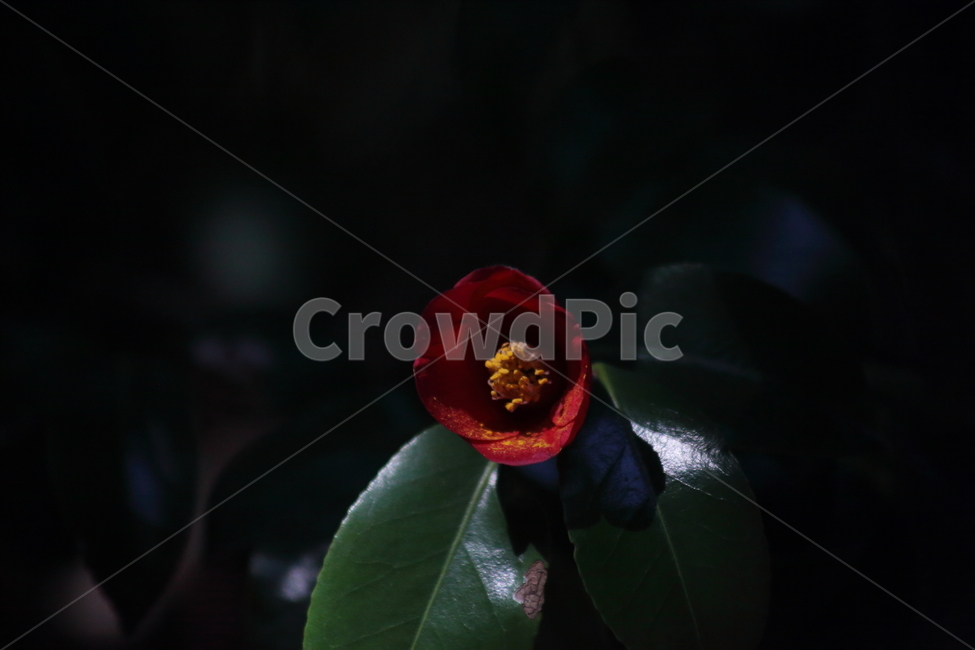꽃,동백,식물,flower,camellia,봄,동백꽃,Camelliajaponica,식물,자연,plants,nature,꽃,flower