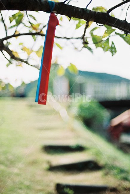둘레길,올레길,이정표,목표,표식,나무,나뭇가지,tree,branch,필름카메라,필카,필카감성,필카사진,필름카메라사진,필름,필름사진,감성,갬성,후지,아그파,코닥,수동카메라