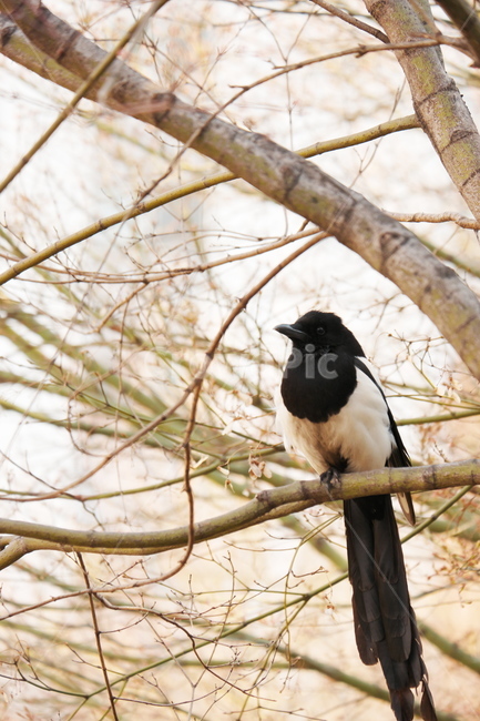 까치,공원,나무위,봄,따스함,동물,animal,조류,새,birds