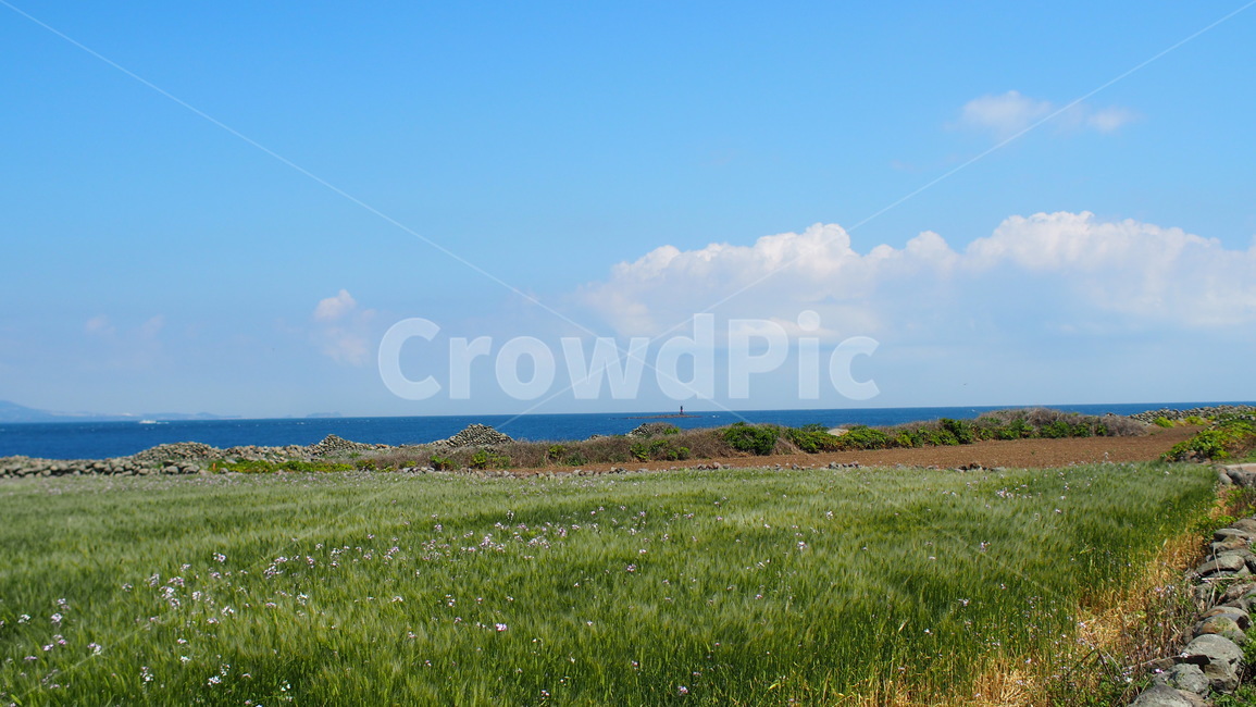 제주도,가파도,청보리밭,청보리,여름제주도,섬,자연,풍경,nature,landscape,field,들,grassland,목초지,outdoors,옥외