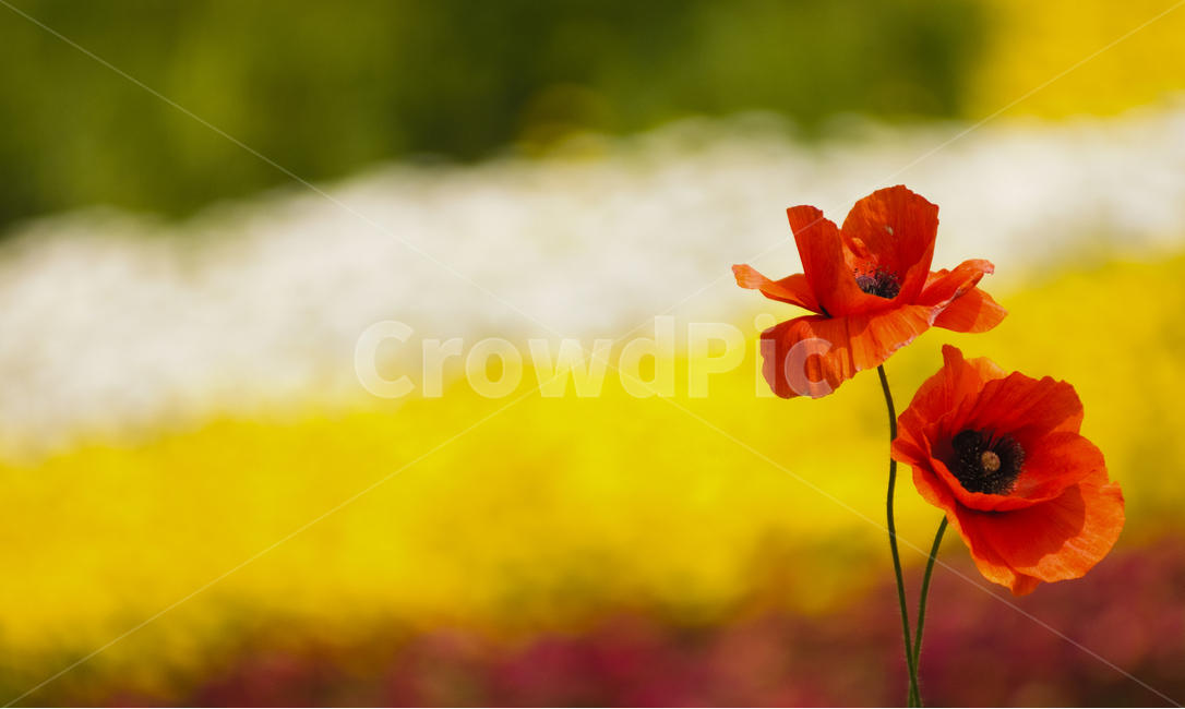 꽃사진,양귀비,꽃양귀비,계절,식물,flower,자연,nature,식물,자연,plants,nature,꽃,flower