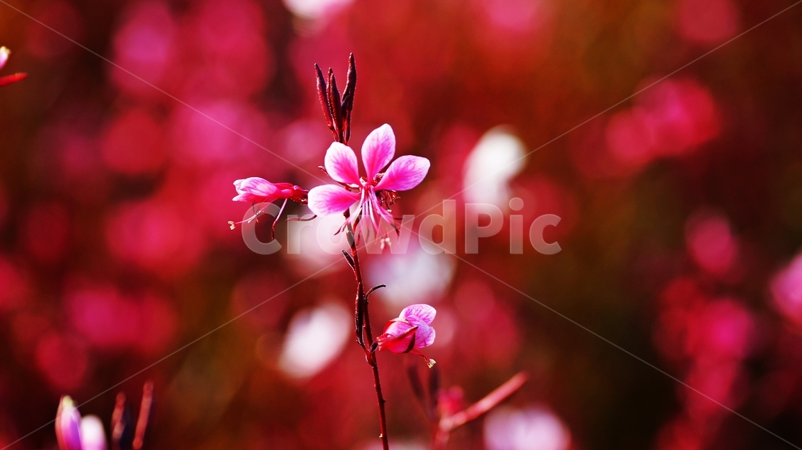 홍접초,가우라,꽃축제,식물,야생화,식물,자연,plants,nature,꽃,flower