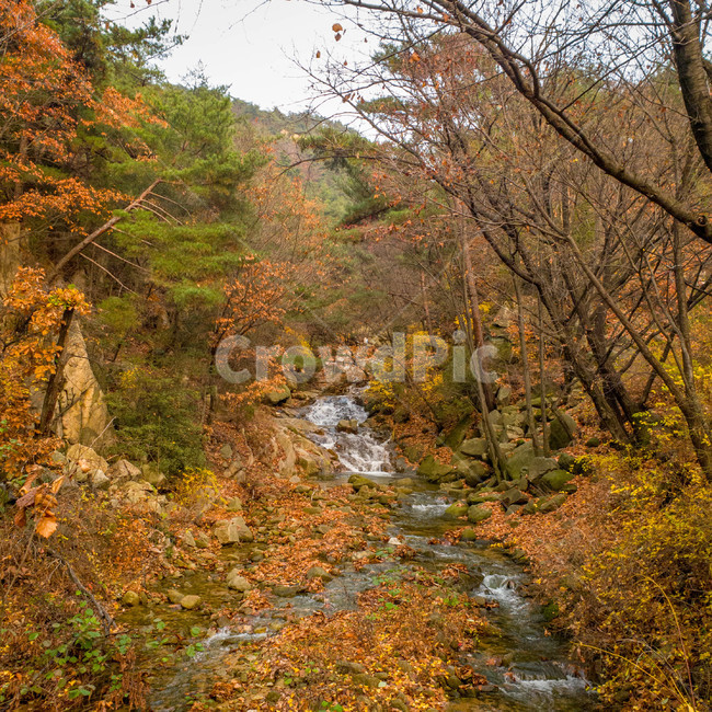 관악산,산,가을,시냇물,단풍,mountain,fall,가을,계절,fall,autumn,season,자연,풍경,nature,landscape,tree,나무,plant,식물