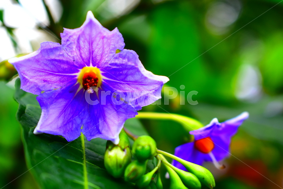 꽃,식물,봄,plant,flower,blossom,spring,자연,nature,보라색,purple,closeup,colorful,floral