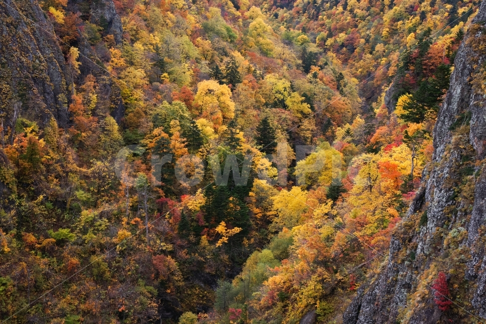가을,단풍,산,바위,나무,형형색색,만추,가을,계절,fall,autumn,season,자연,풍경,nature,landscape,tree,plant,식물,maple