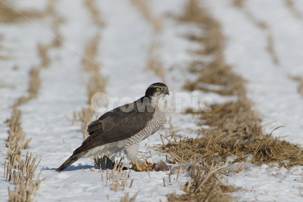 참매,맹금류,천연기념물,조류,텃새,겨울,계절,winter,season,동물,animal,조류,새,birds