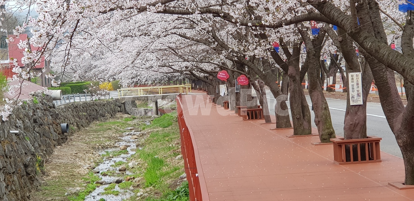 plant,flower,벚꽃,꽃,식물
