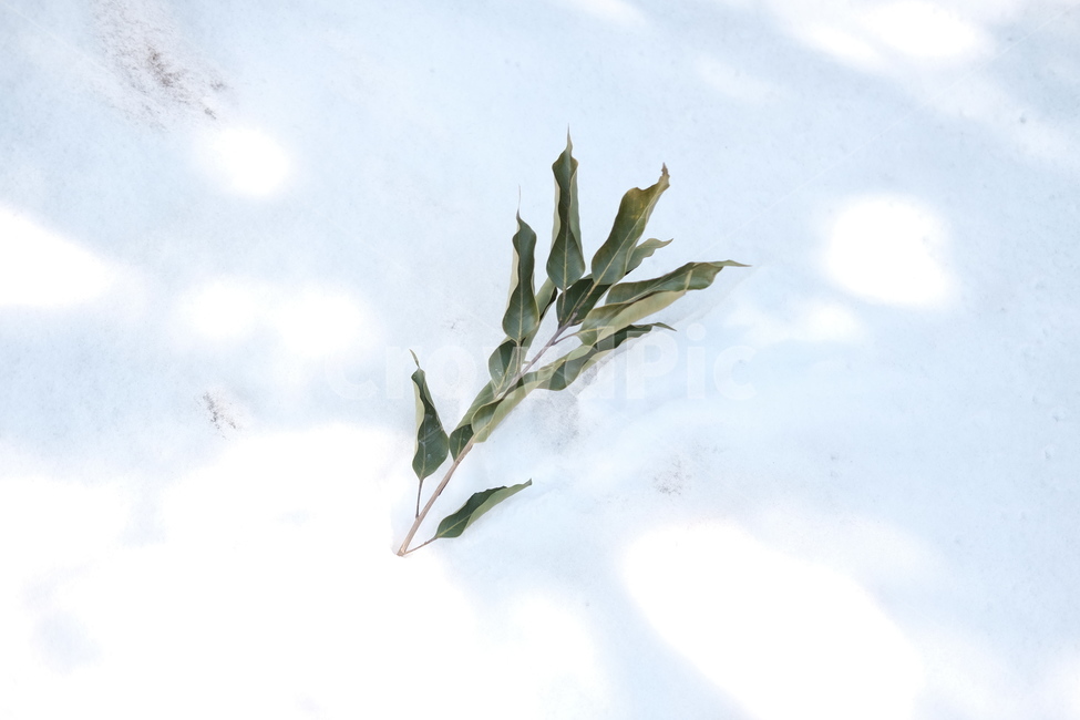 나뭇잎,겨울,나무,잎사귀,눈,외로움,자연,겨울,계절,winter,season,식물,자연,plants,nature,감성,sensible,feeling