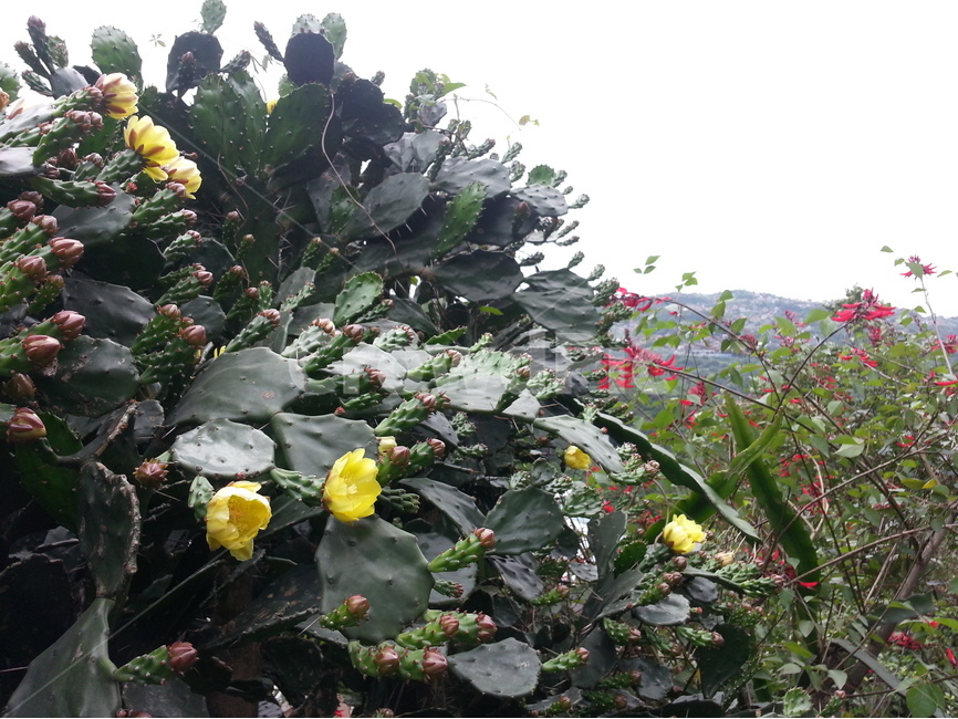 선인장,식물,자연,선인장꽃,꽃,가시,다육,식물,자연,plants,nature,꽃,flower