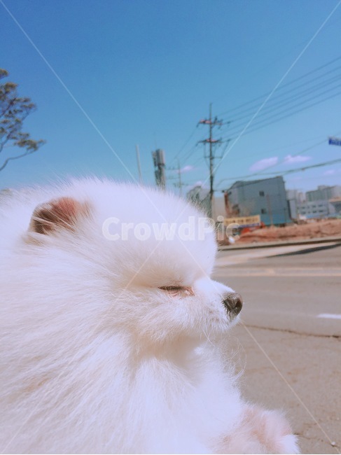 동물,애완견,포메라니안,강아지,산책