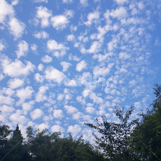 하늘,sky,구름,cloud,tree,나무,양구름,blue,white,nature,자연,outdoor