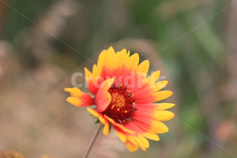식물,꽃,천인국,야생화,금계국,식물,자연,plants,nature,꽃,flower