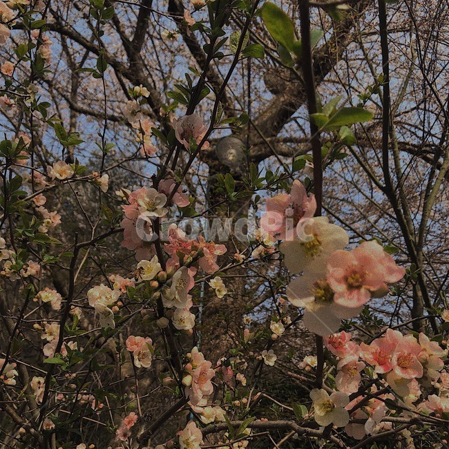 꽃,봄꽃,산당화,명자나무,꽃잎