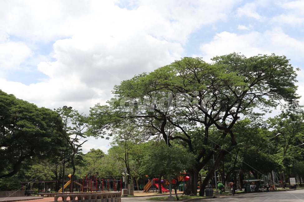 outdoors,공원,산책,나무,하늘