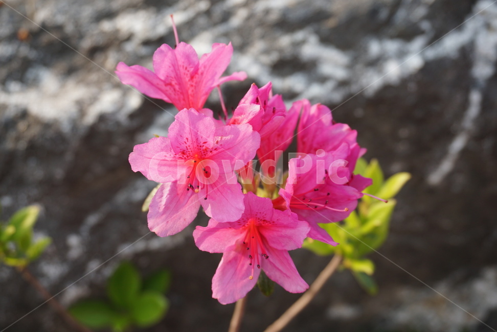 봄꽃,꽃,분홍색꽃,봄,식물,plants,nature,flower,진달래,꽃동산,분홍색,연분홍,핑크,분홍꽃,계절,진달래축제,철쭉,배경화면,백그라운드,감성,spring,season