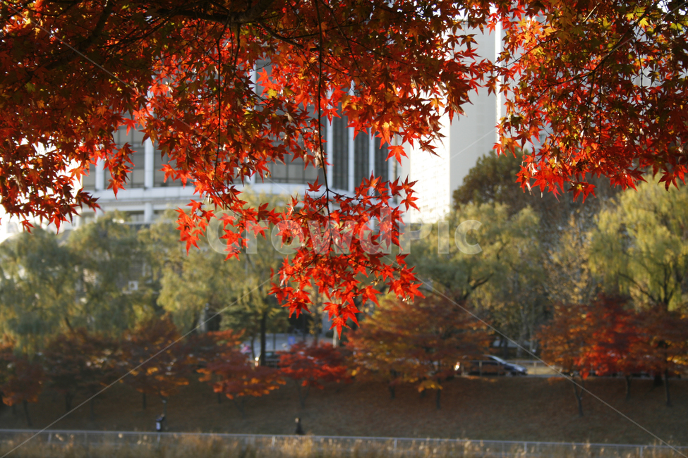 가을,단풍,풍경,나무,잎,가을,계절,fall,autumn,season,leaf,plant,식물,tree,maple
