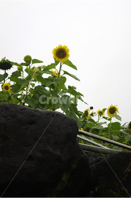 해바라기,꽃,식물,flower,plant,식물,자연,plants,nature,꽃,flower