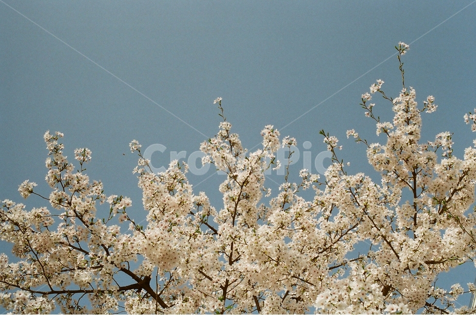 봄,꽃,필름사진,필름카메라,벚꽃,봄,계절,spring,season,식물,자연,plants,nature,꽃,flower,감성,sensible,feeling,plant,blossom,cherry blossom