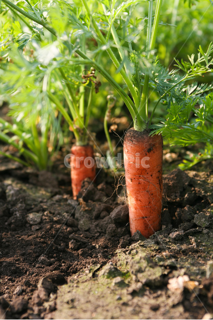 야채,당근,다이어트,건강,유기농,제주,농장,자연,carrot,carrots,food,vegetable,fresh,orange,bunch,organic,healthy,vegetables,green,raw,isolated,root,agriculture,garden,diet,market,vegetarian,leaf,white,harvest,vitamin,ripe,nature,carrotcarrot,farm,closeup,color,colorful,country,diete,cofarmer,farmersmarket,farming,background,greenhealthhealthyfoodshealthylifehealthylifestylehealthylifestylebackground,jejuisland,jejukorea,natural,naturelandscape,nutrition,organicbackground,organicfarm,음식,식재료,요리,food,cook,meal,dishes,food reserves,채소,야채,vegetables,산업,industry,industrial,농업,농사,agriculture,farming,farming industry