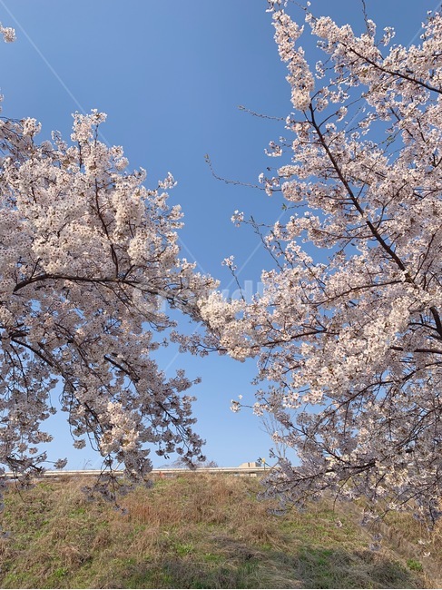 벚꽃,벚꽃놀이,봄,벚꽃나무,꽃