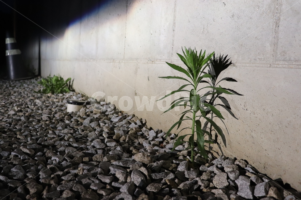 식물,plant,flower,dark,그림자,shadow,꽃,stone,콘크리트벽,노출콘크리트,rubble,파편