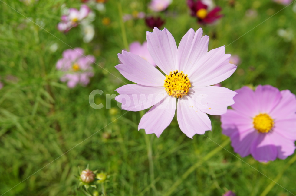 들판,가을,코스모스,꽃,감성,가을,계절,fall,autumn,season,식물,자연,plants,nature,꽃,flower,plant,daisies,데이지,blossom,daisy