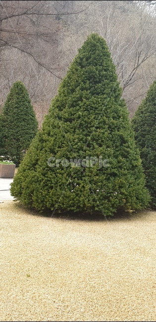 삼각형,나무,자연,초록,한가로움,자연,풍경,nature,landscape,tree,plant,식물,conifer,구과 식물,fir,전나무