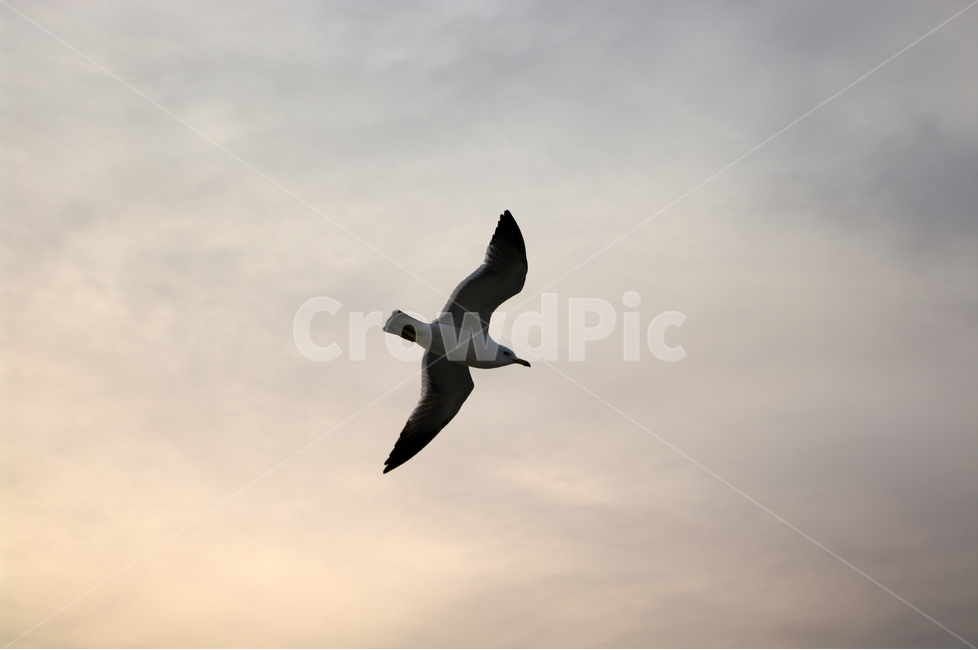 갈매기,새,노을,석양,하늘,구름,풍경,자연,nature,landscape,동물,animal,조류,새,birds