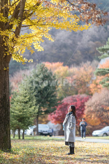 가을,낙엽,감성,human,인간,person,사람,apparel,의복,clothing,의류,tree,나무,plant,식물,단풍,maple,은행나무,ginkgo,가을,계절,fall,autumn,season,사람,인물,인간,human,person,여성,여자,woman,female,lady