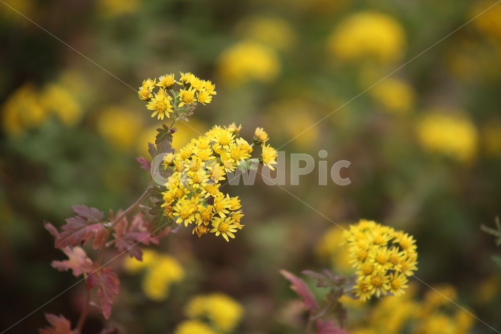 산국,국화,식물,가을꽃,chrysanthemum,식물,자연,plants,nature,꽃,flower