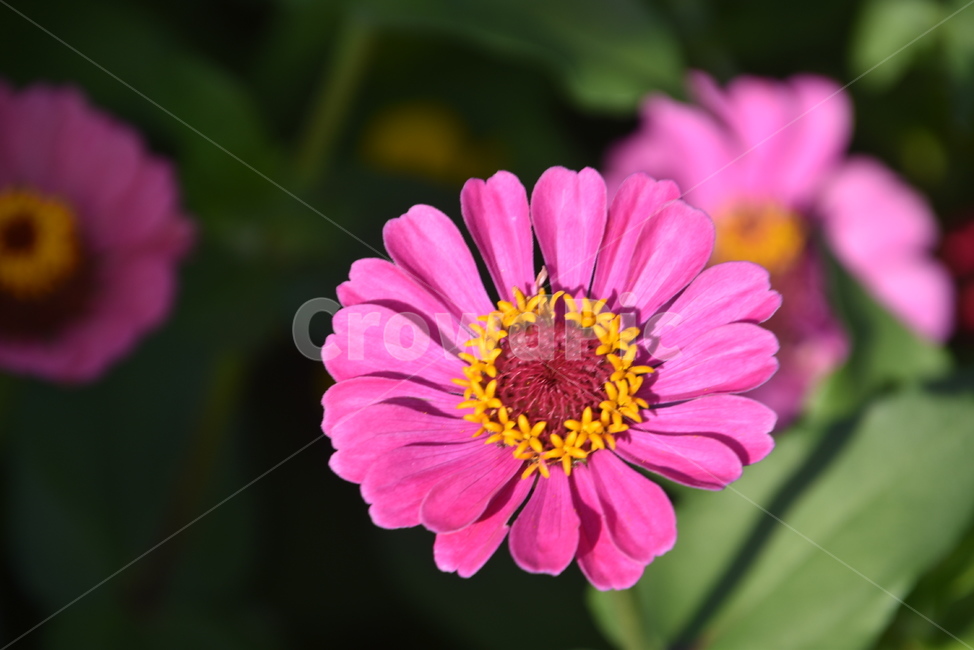 plant,식물,꽃,데이지,백일홍,식물,자연,plants,nature,꽃,flower