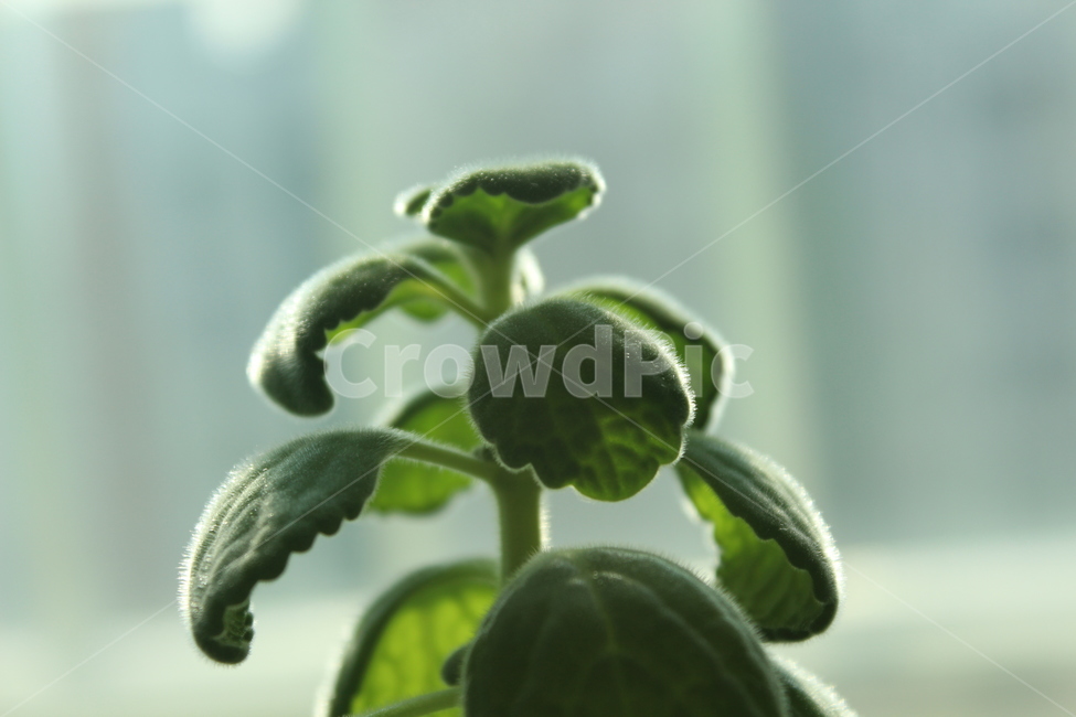 leaf,잎,허브,herbs,초록,식물,green