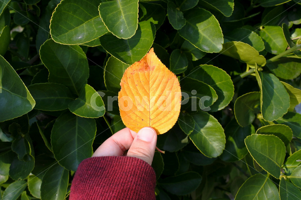 낙엽,가을,손,잎,잎사귀,fall,hand,가을,계절,fall,autumn,season,사람,인물,인간,human,person,신체일부,몸,body,leaf,plant,식물