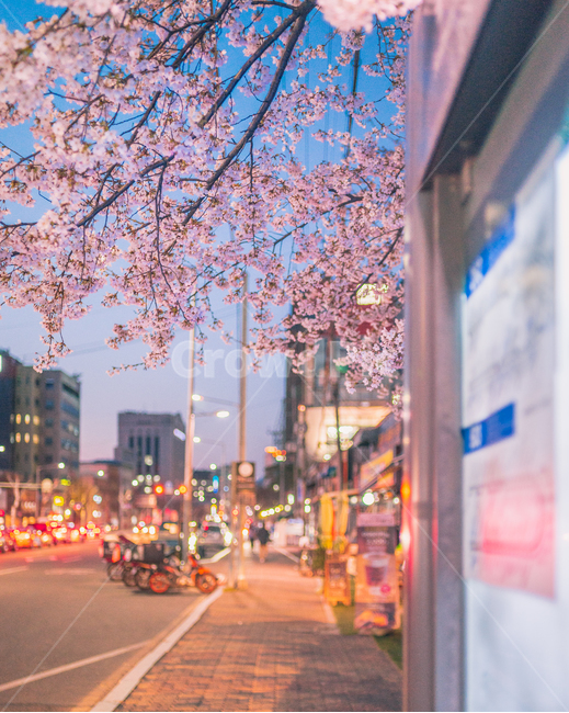 벚꽃,감성,감성사진,꽃,버스정류장,일몰,매직아워