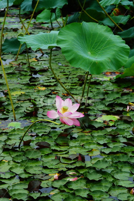 purple,plant,식물,flower,꽃,연꽃,식물,자연,plants,nature,꽃,flower