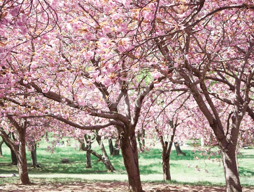 봄,꽃,벚꽃,겹벚꽃,감성,자연,풍경,nature,landscape,봄,계절,spring,season,감성,sensible,feeling,plant,식물,blossom,flower