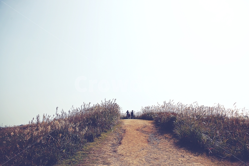 갈대,억새,식물,자연,풍경,공원,가을,계절