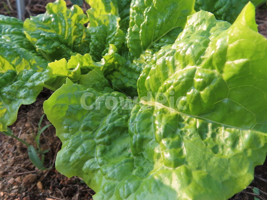 땅,흙,상추,식물,작물,초록색,농원,자연,맑은날,land,clay,lettuce,plants,crops,green,farm,nature,asunnyday,채소,야채,vegetables,산업,industry,industrial,농업,농사,agriculture,farming,farming industry
